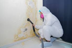 Why You Should Choose Our Mold Remediation Services in Fairfax, CA